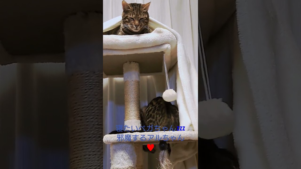 ベンガル猫　寝たいベガの邪魔するアル😄　#ベンガル #猫 #ねこのいる生活 #猫動画 #かわいい猫 #仲良し #ほのぼの #癒やし猫#癒やし #邪魔