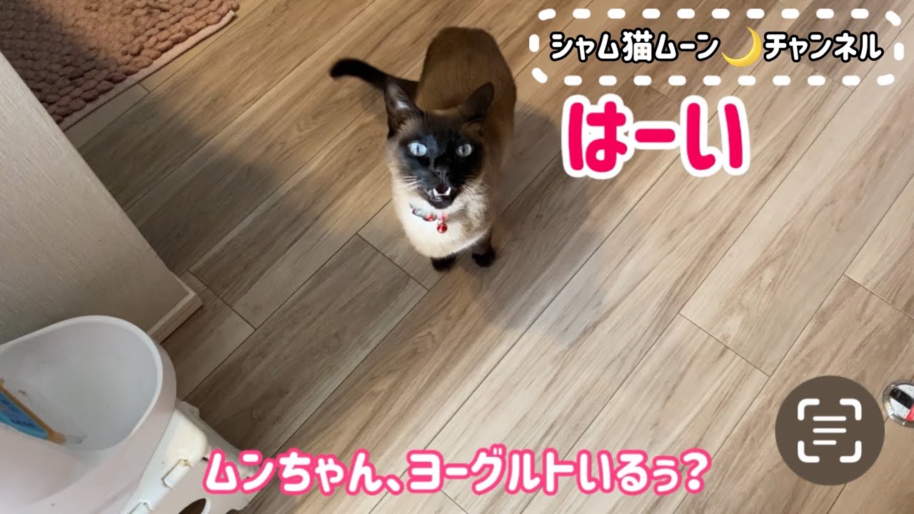 シャム猫ムーン🌙チャンネル・ヨーグルト大好きなムンちゃん💗ちゃんと返事します。