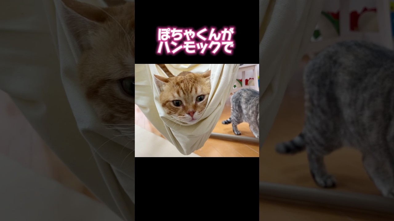 ぽちゃくんがハンモックに揺られてたらまさかの... #猫 #マンチカン #shorts