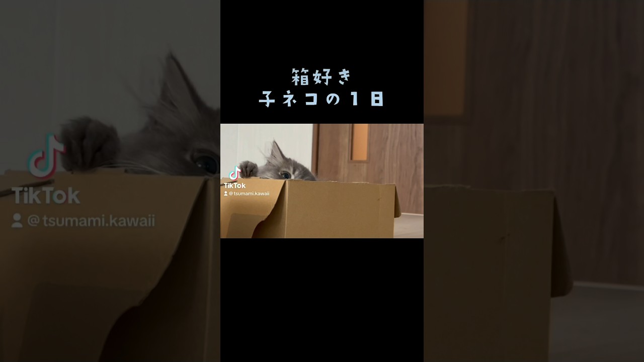 箱の居心地が良すぎるようで・・・ #ラガマフィン #つまみちゃん #かわいい #猫 #子猫 #おすすめ #shorts