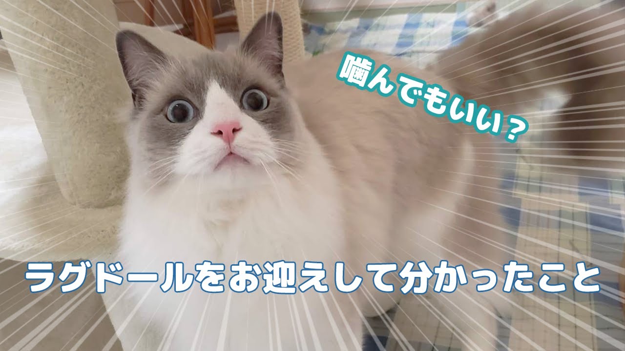 ラグドールをお迎えして分かったこと
