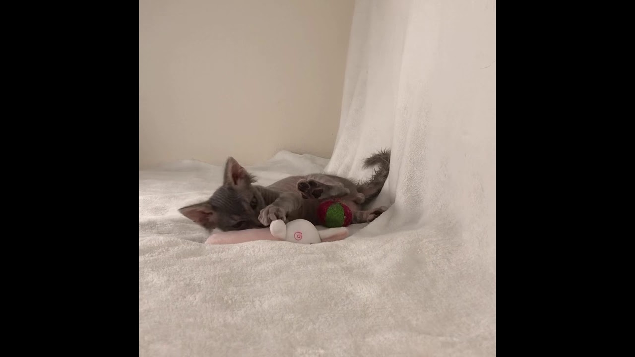 12月8日生まれラパーマ男の子♡ブルータビー