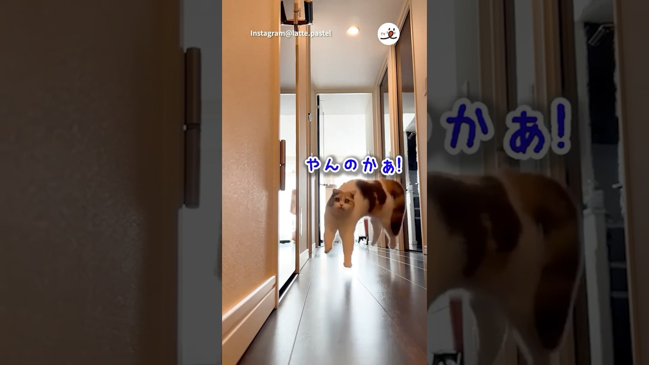 長距離のやんのかステップ｜PECO #スコティッシュフォールド #猫 #愛猫家 #猫のいる暮らし #scottishfold #cat #catlover #catlife