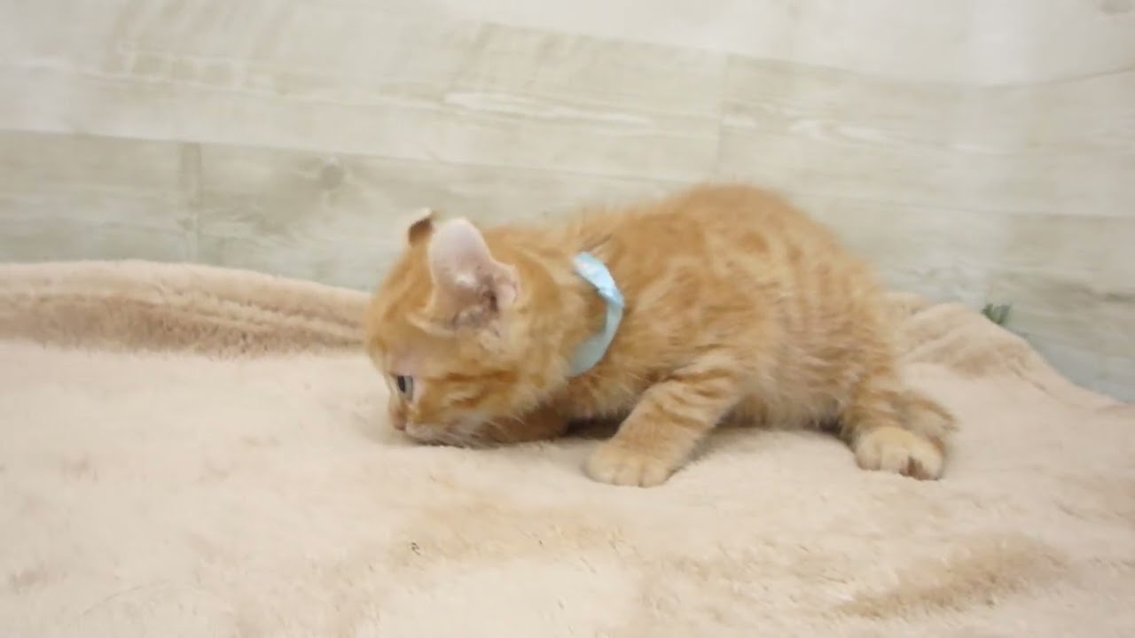 00576570 アメリカンカール