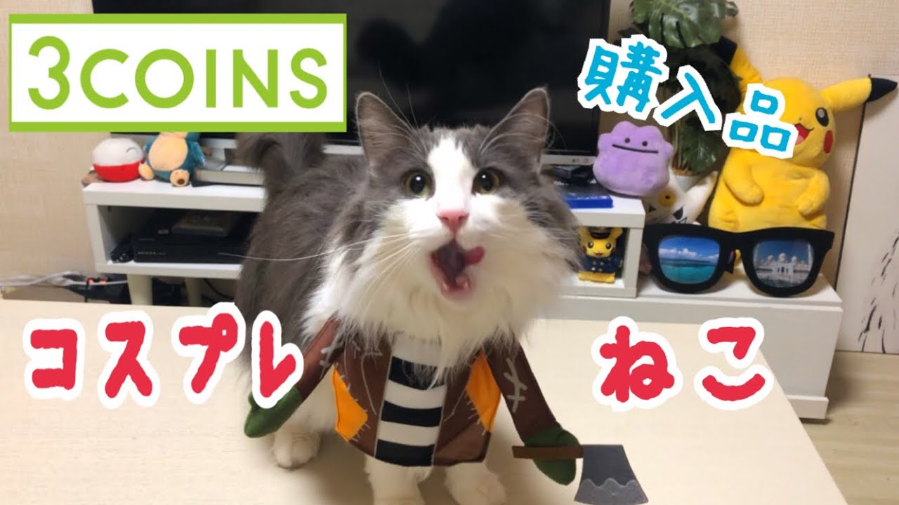 【3coins】猫のハロウィングッズ【ノルウェージャンフォレストキャット】