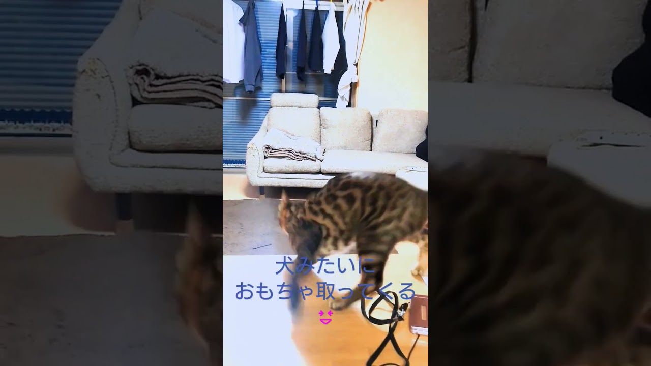 ベンガル猫　アルの特技😆　遊んで遊んで😁　　 #ベンガル #猫 #ねこのいる生活 #猫動画 #かわいい猫 #ほのぼの #特技 #cats #cat #catlover #癒やし #神業猫