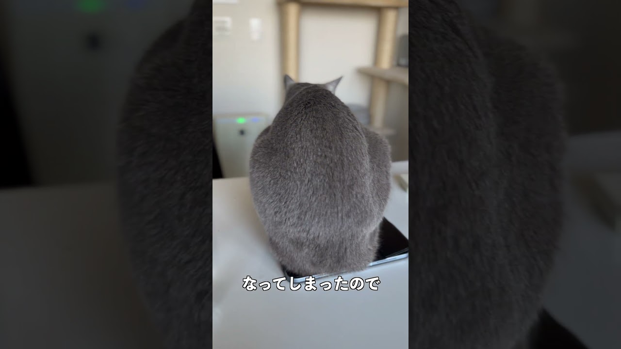 ウィルの毎日 332 新しいiPadケースの上で。 #ロシアンブルー #RussianBlue