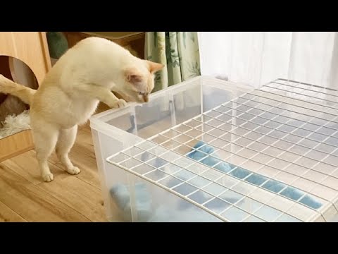 子猫のことが気になってしょうがない猫