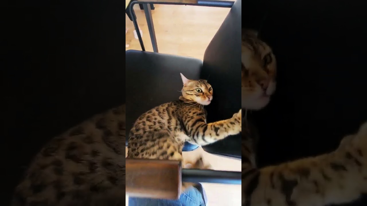 新しいイスではしゃぐ猫 #猫 #ベンガル猫 #ベンガル