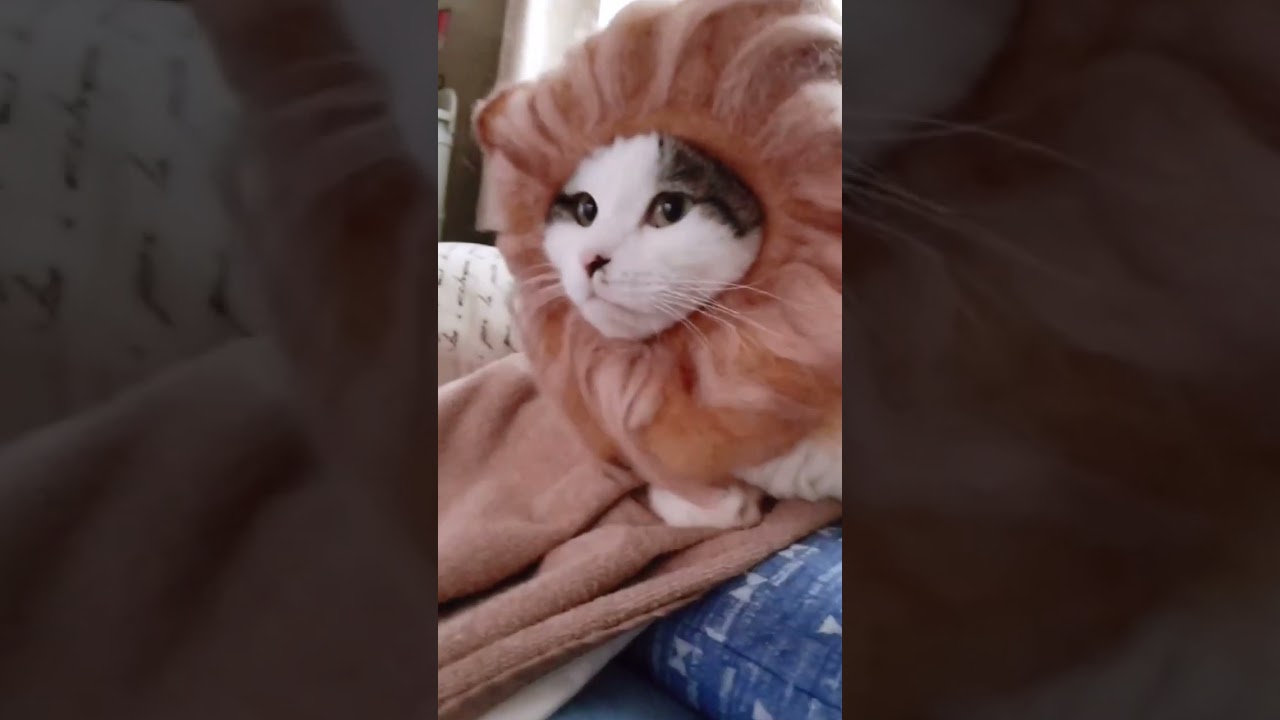 しーんぱーいないさ～♪【両国系にゃんチューバー】【スコティッシュフォールド】