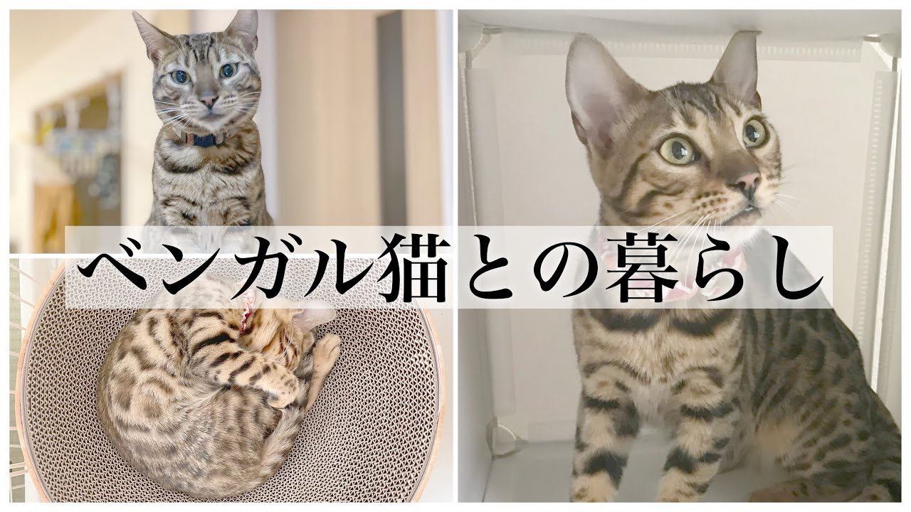 【ベンガル猫】はじめて猫をお迎えしてから1歳になりました！