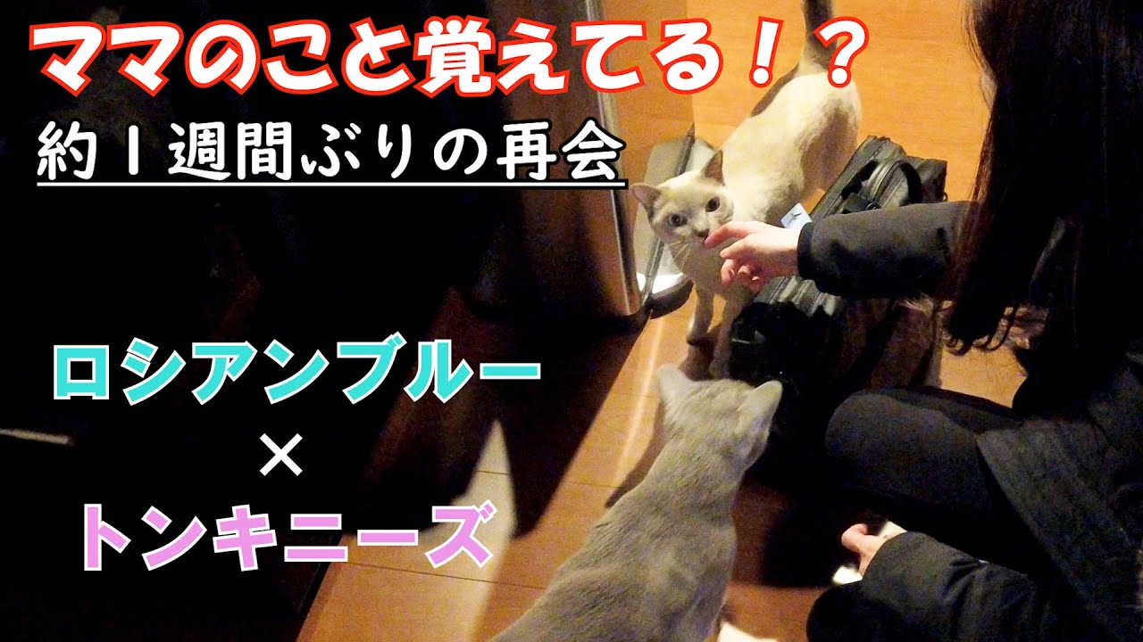 【ママ不在】【ロシアンブルー×トンキニーズ】1週間ぶりの帰宅に猫ちゃんの反応は！？（＃93）