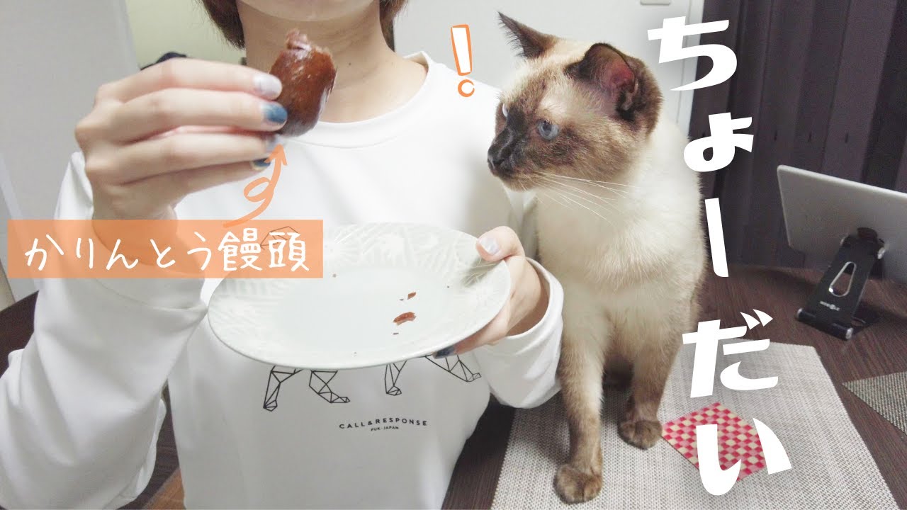 焦げシャム猫の目の前でかりんとう饅頭を食べようとすると…ｗ【元野良の保護猫・ノルウェージャンフォレストキャット】
