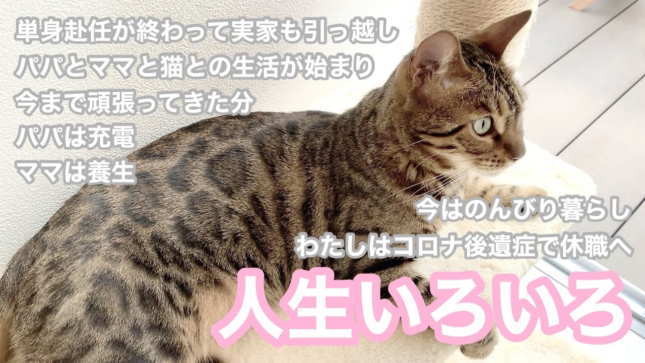 【番外編】こっちもこっちでいろいろあったブラウンベンガル