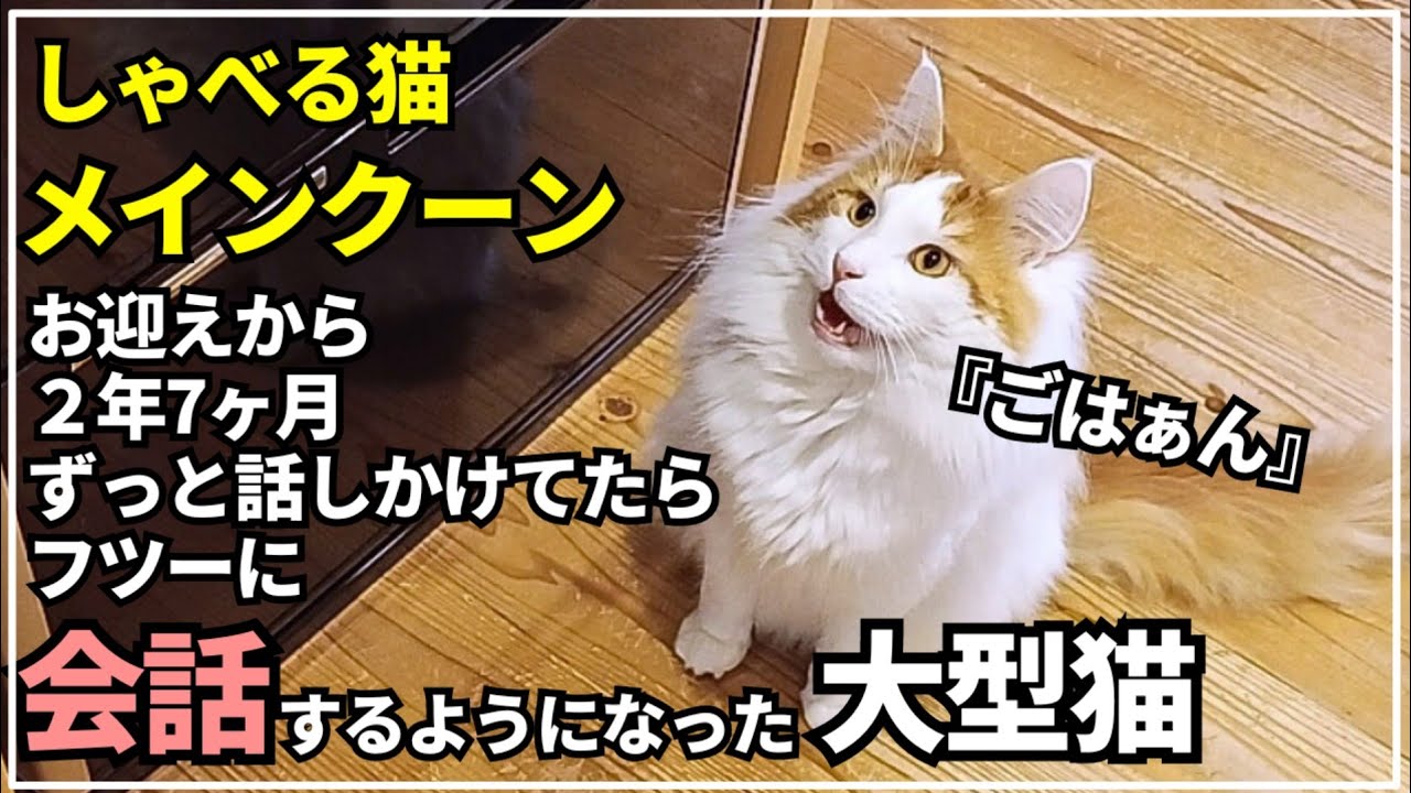 【仰天】とうとう猫が会話を始めました！【大型猫メインクーン】