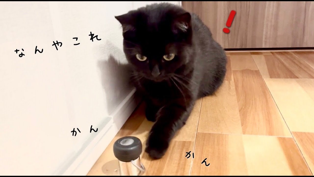飼い主の動きを真似してドアストッパーで遊ぶ黒猫