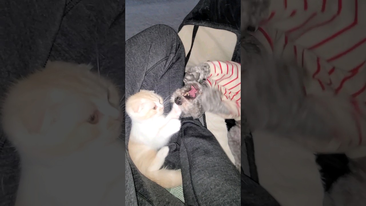 こっそり子猫と遊んでたら育ての親のハスキー犬に見つかった結果ｗ#shorts
