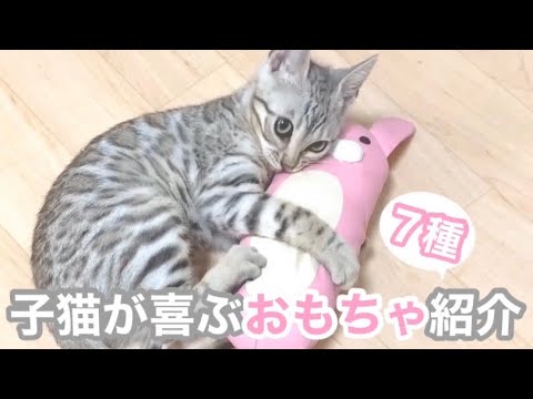 シルバーベンガルの子猫におもちゃを貢ぎたい 3月編
