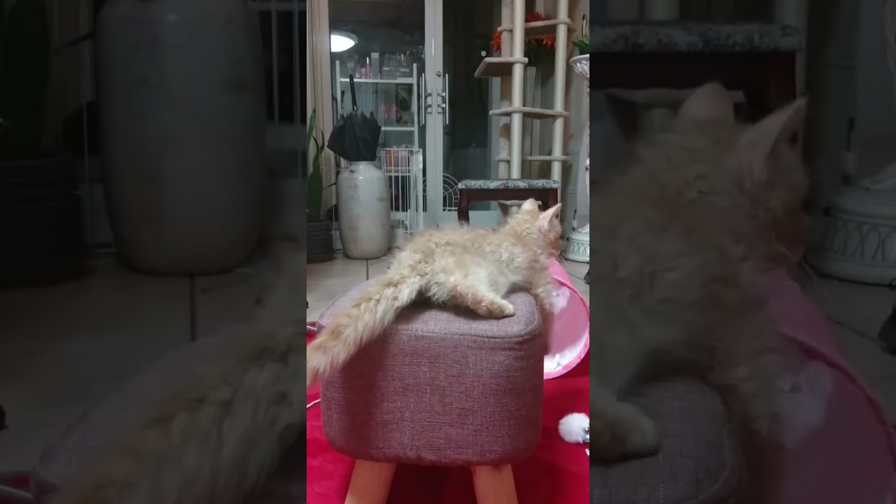 こねこのティー（スクーカム）