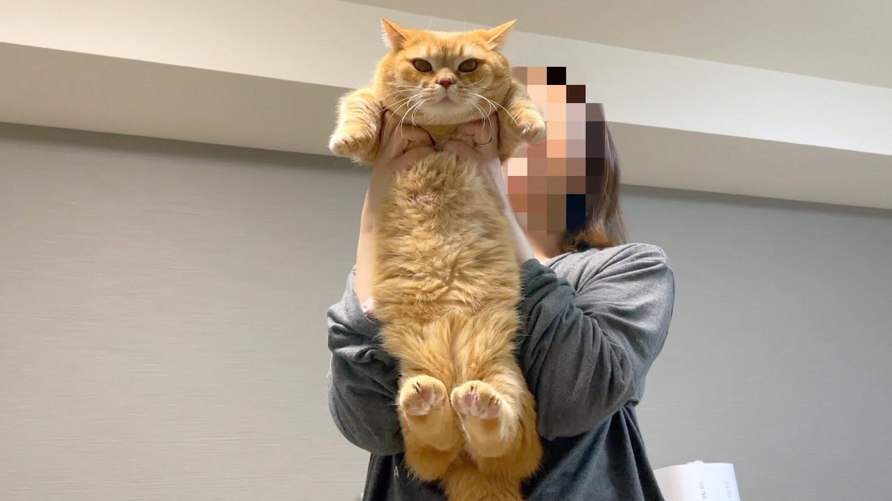 可愛すぎる罪で逮捕されちゃった猫…