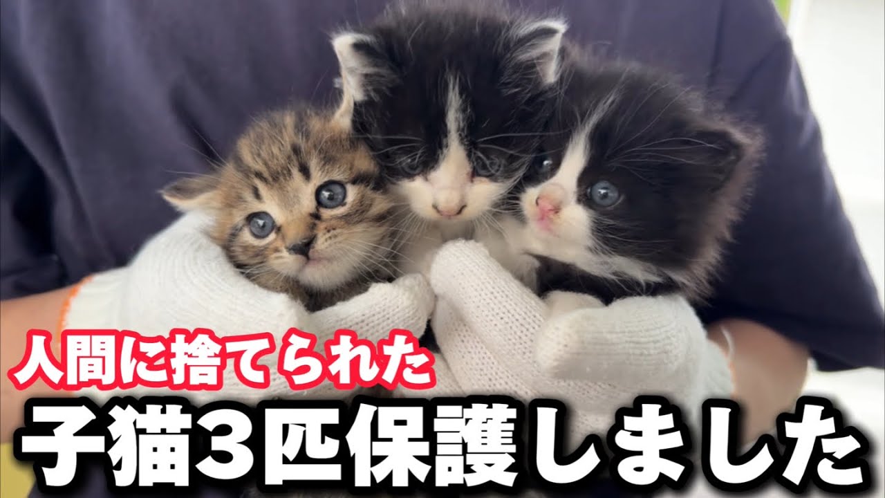 民家に突如現れた子猫3匹を保護しました