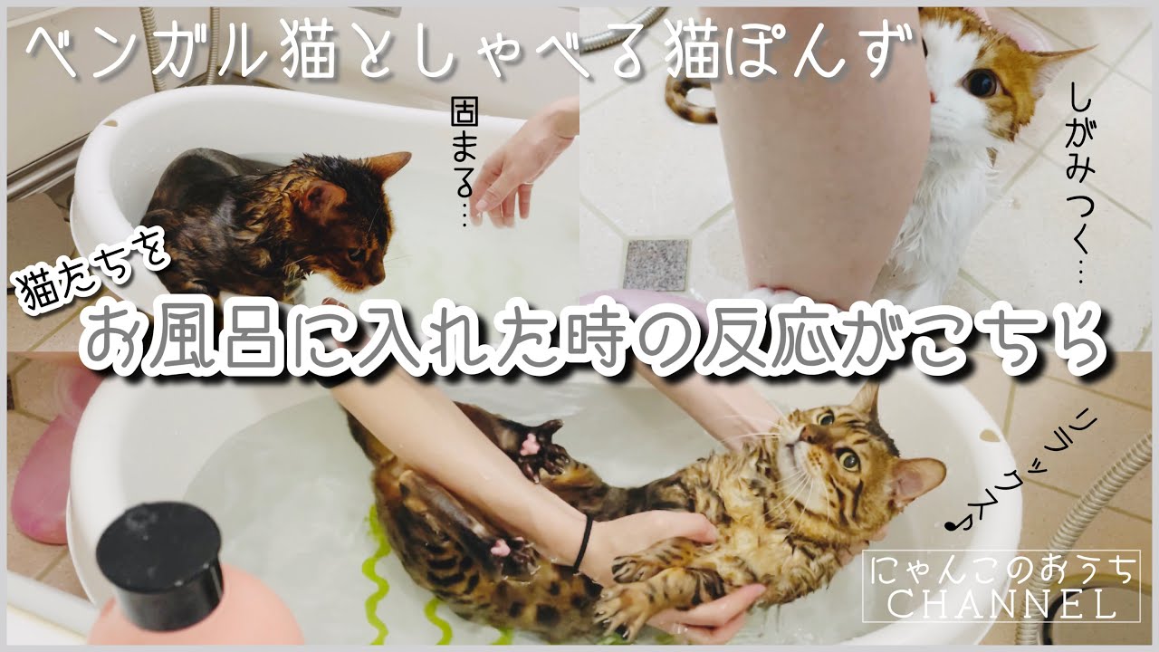 ベンガル猫たち３匹をお風呂に入れたらそれぞれの反応が面白すぎた。おもしろ可愛いお風呂動画がこちらです