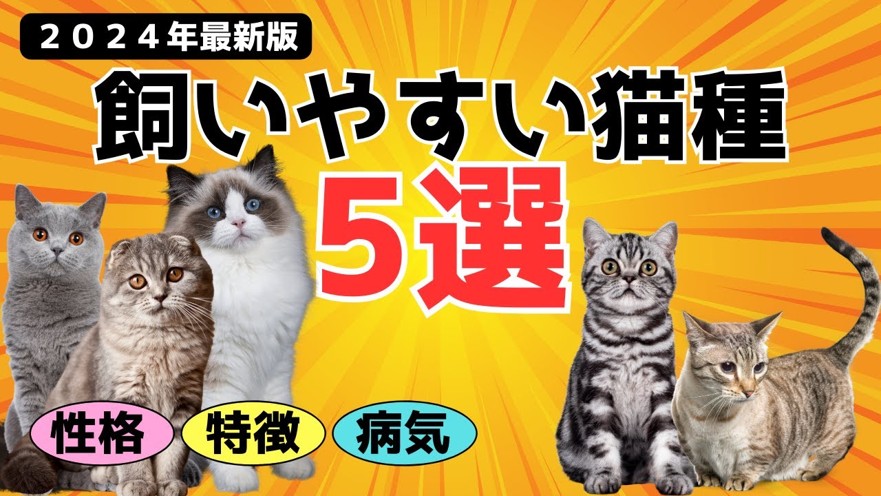 【最新】初心者でも飼いやすい猫種5選‼性格・特徴・病気すべてを徹底解説