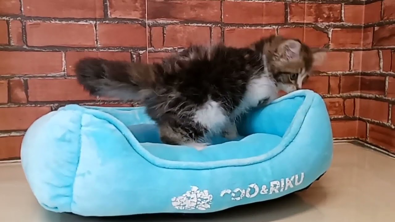 674980 スコティッシュフォールド