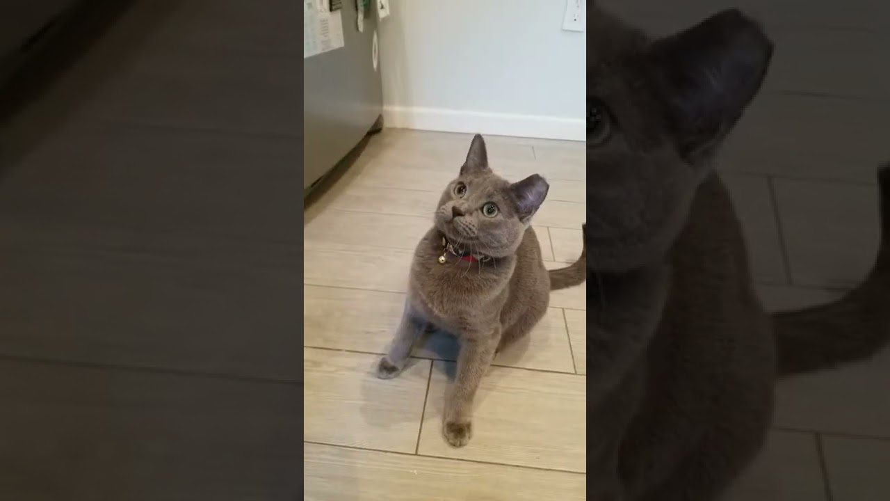 Bubbles the cat loves eggs. Havana oo na na. Russian Blue. chat Katze 貓 kucing قط Pls Subscribe.
