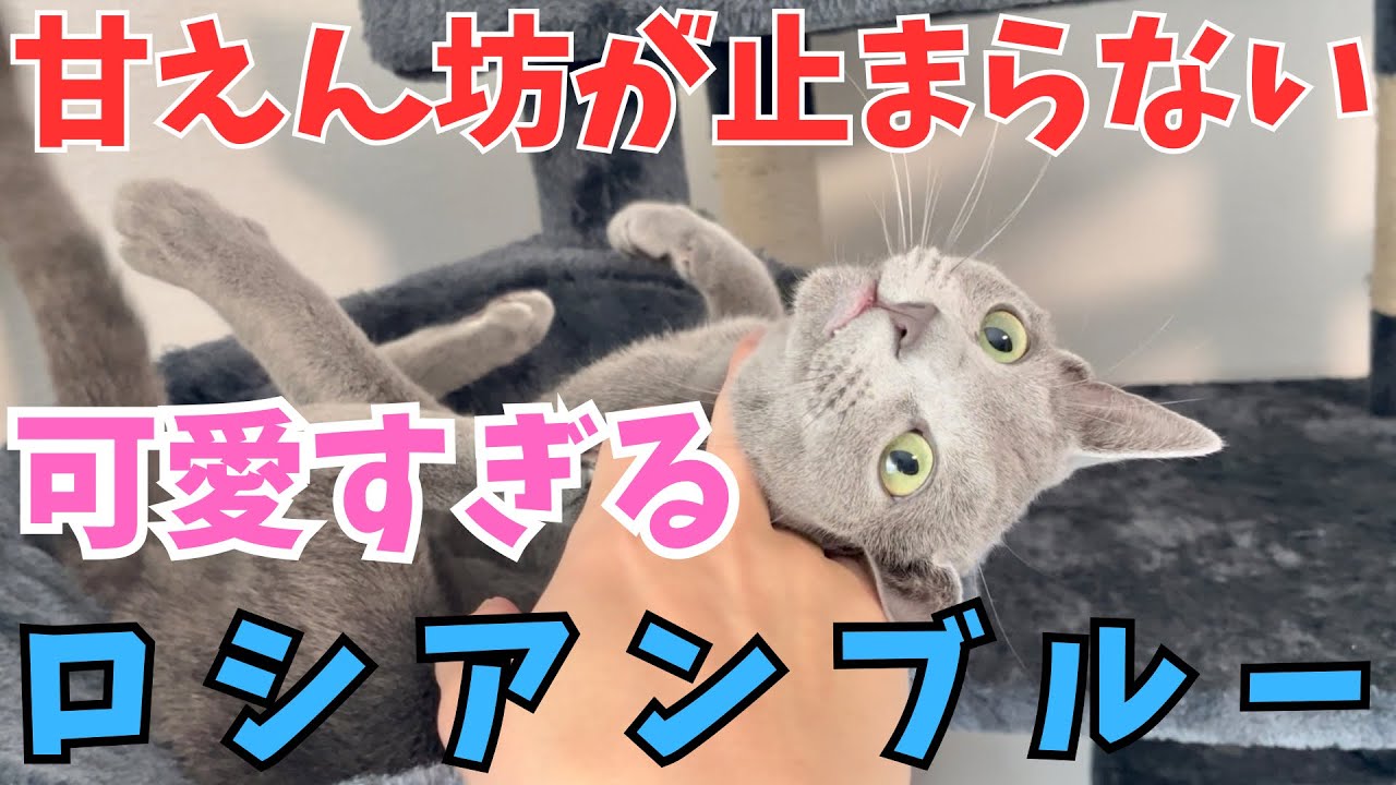 【デレデレ注意】甘えん坊が止まらないロシアンブルーが可愛すぎた...