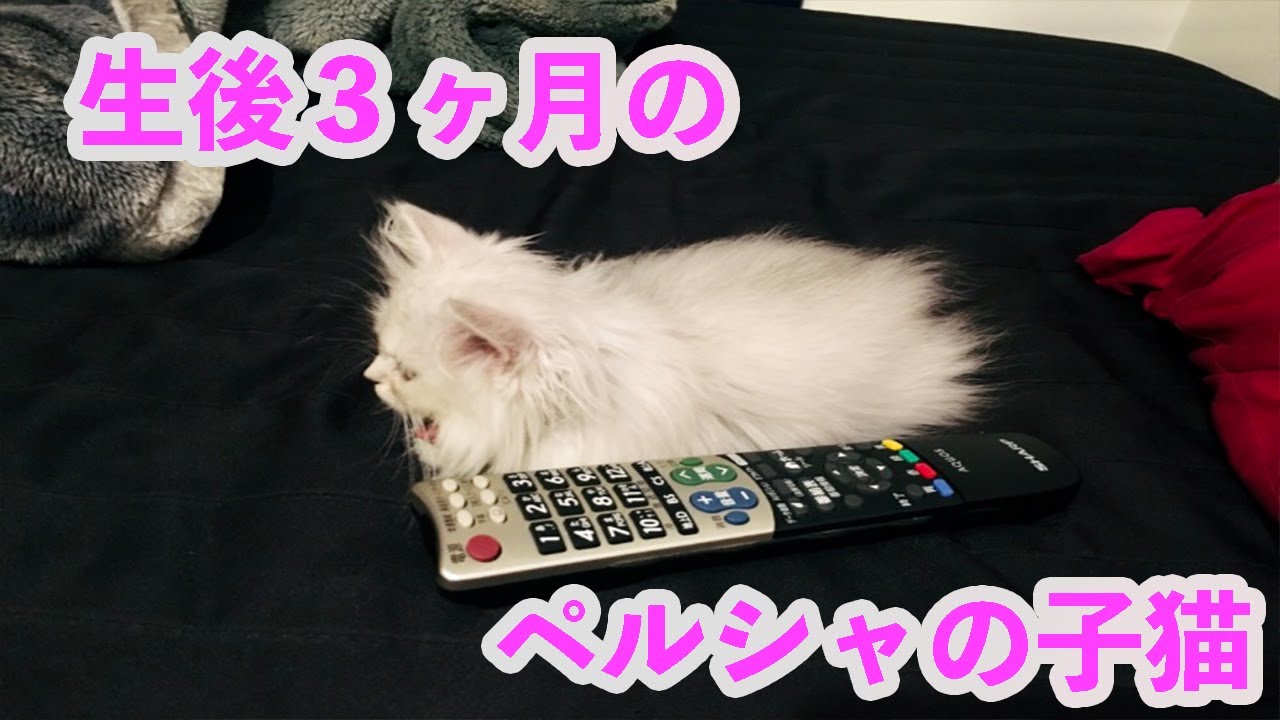 初めておうちに来た、生後３ヶ月のペルシャ猫の子猫