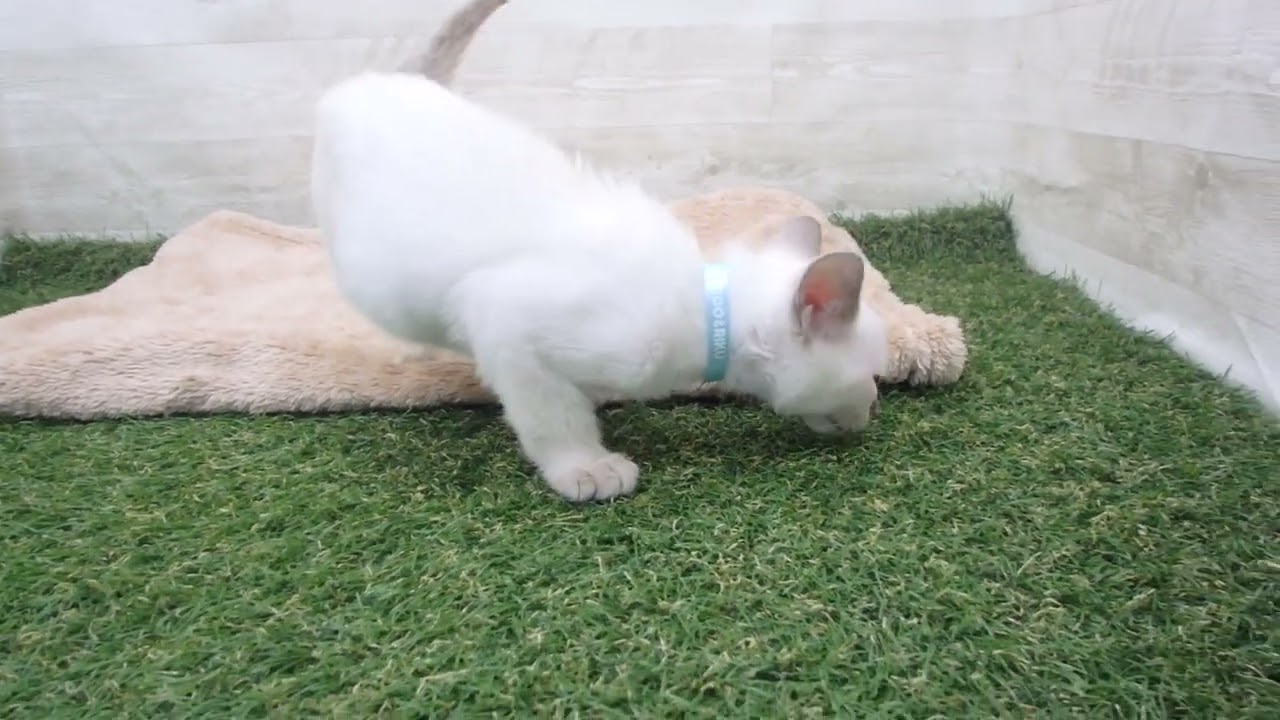 00589513 トンキニーズ