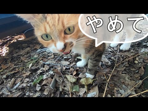 我が家では娘猫と父が何気なく会話しています