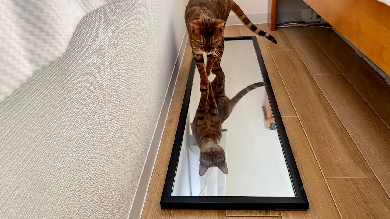 全身鏡とベンガル猫。