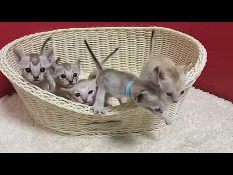 シンガプーラの赤ちゃん5兄妹⭐︎＜2021/2/2産まれ＞