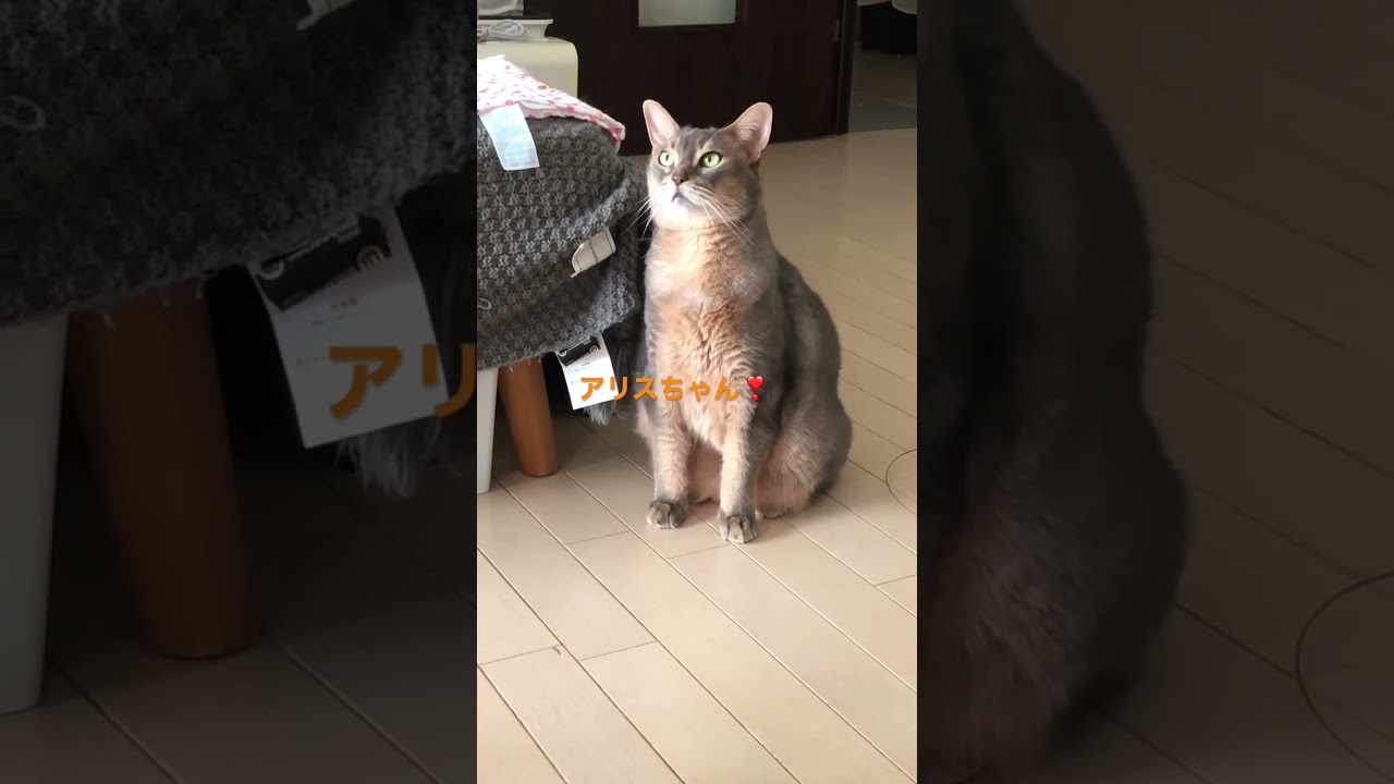 気づいてる？ #shorts#猫動画#cat #アビシニアン#まな猫