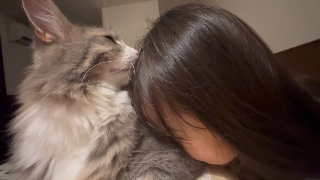 隙あれば人の上で寛ぐ猫　ノルウェージャンフォレストキャットA cat relaxing on top of a person. Norwegian Forest Cat.