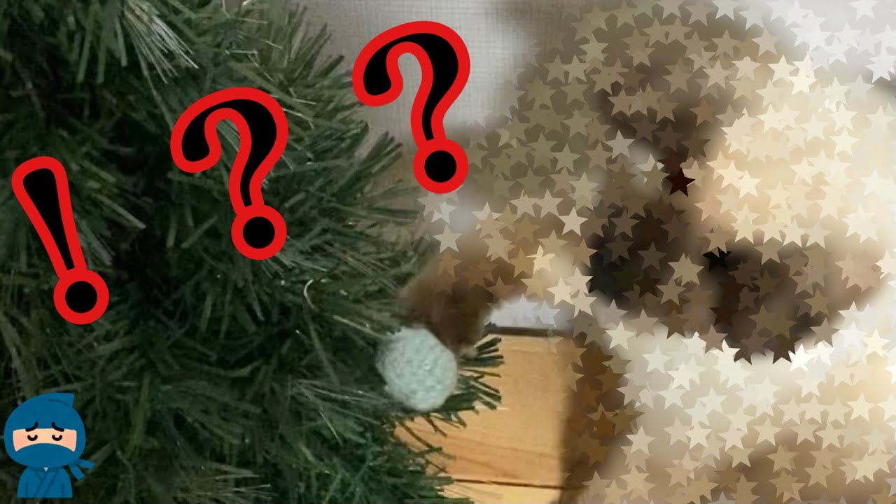 【シャム猫】猫に邪魔され飾り付けがぜんぜん進まなくて幸せすぎた…。