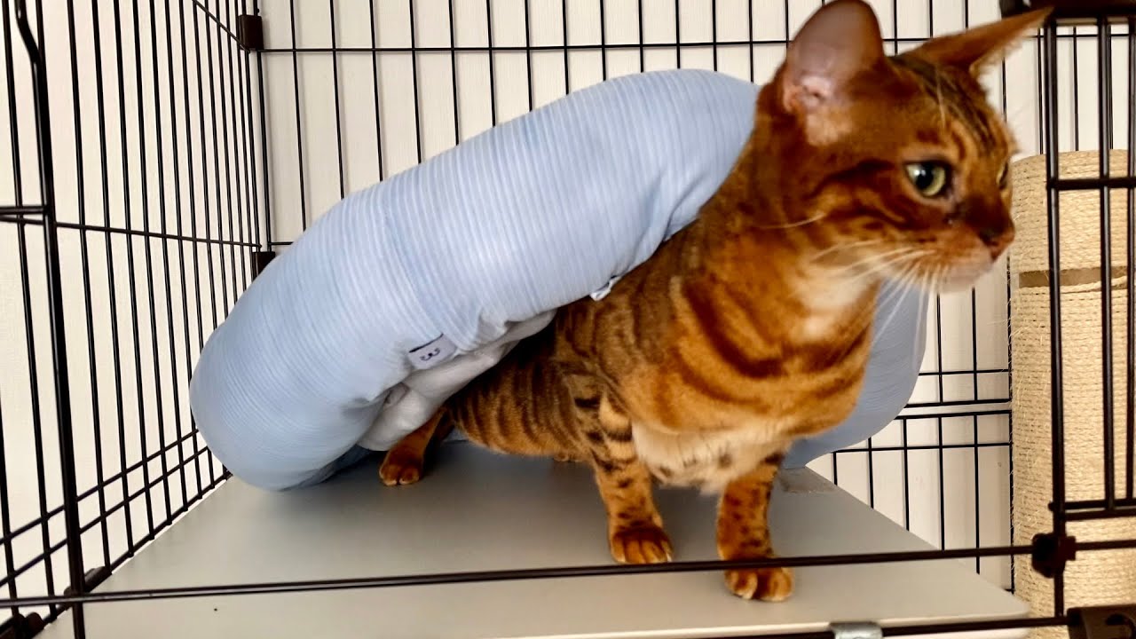 ベンガル猫とかくれんぼ。