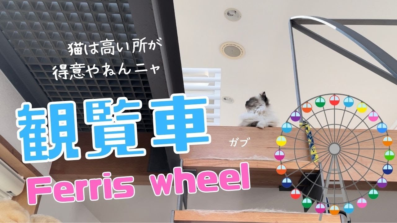高い所が大好きなバーマン猫ガブ【観覧車】Ferris wheel（バーマン猫）Birman/Cat