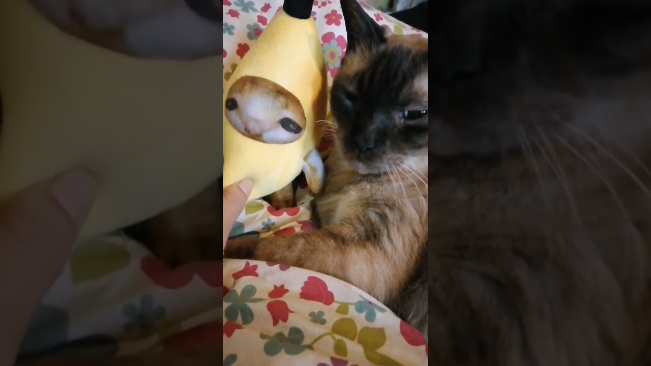 シャム猫#shorts #cat #猫 #bananacat#15歳#シャムミックス