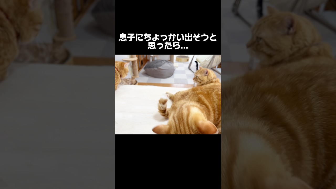 息子にちょっかい出そうと思ったらまさかの... #猫 #マンチカン #shorts
