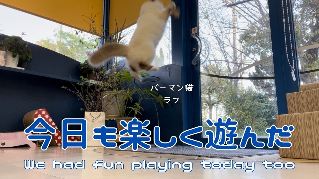 バーマン猫ラフとウリとガブとミカ【今日も楽しく遊んだ】We had fun playing today too（バーマン猫）Birman/Cat