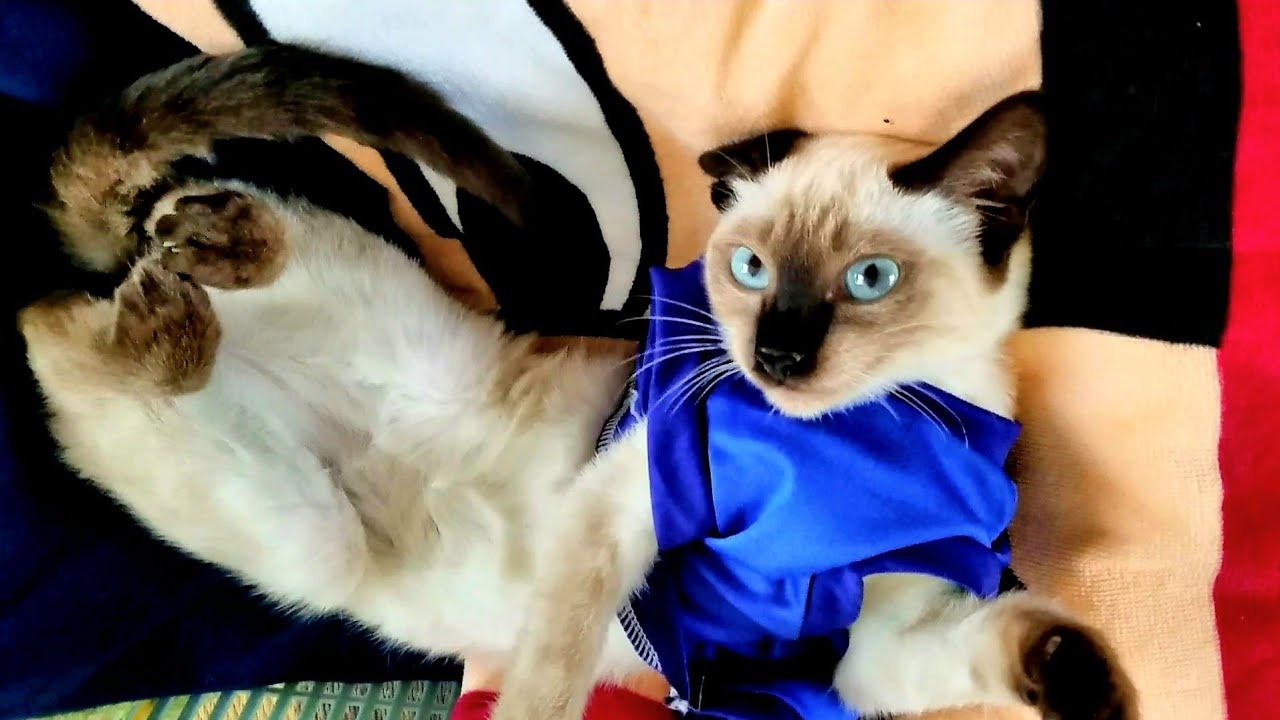 生後３ヶ月のシャム子猫は洋服を好んでくれた🤗