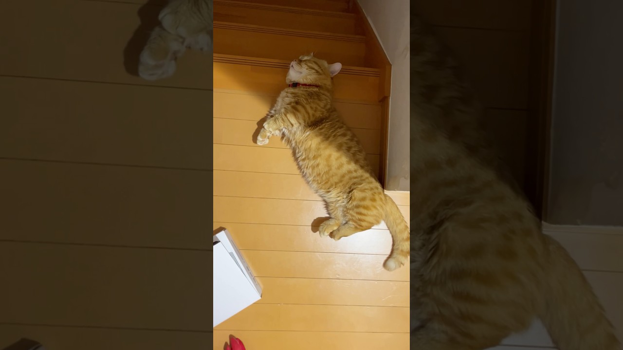 Netflixのオファーを待ってる #被害者役の猫 #マンチカン #shorts