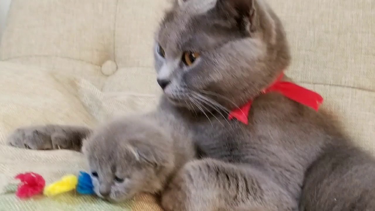 ブルーの被毛が綺麗なシャルトリュー。