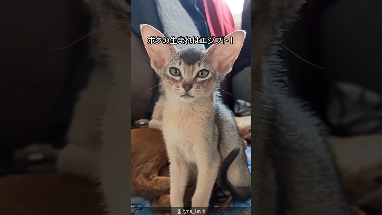 【壁画の猫】アビシニアンの可愛さがわかる1分解説