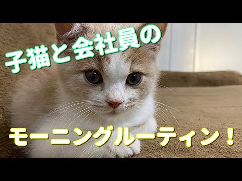 一人暮らし会社員と子猫のモーニングルーティンがこちら。【スコティッシュフォールド】
