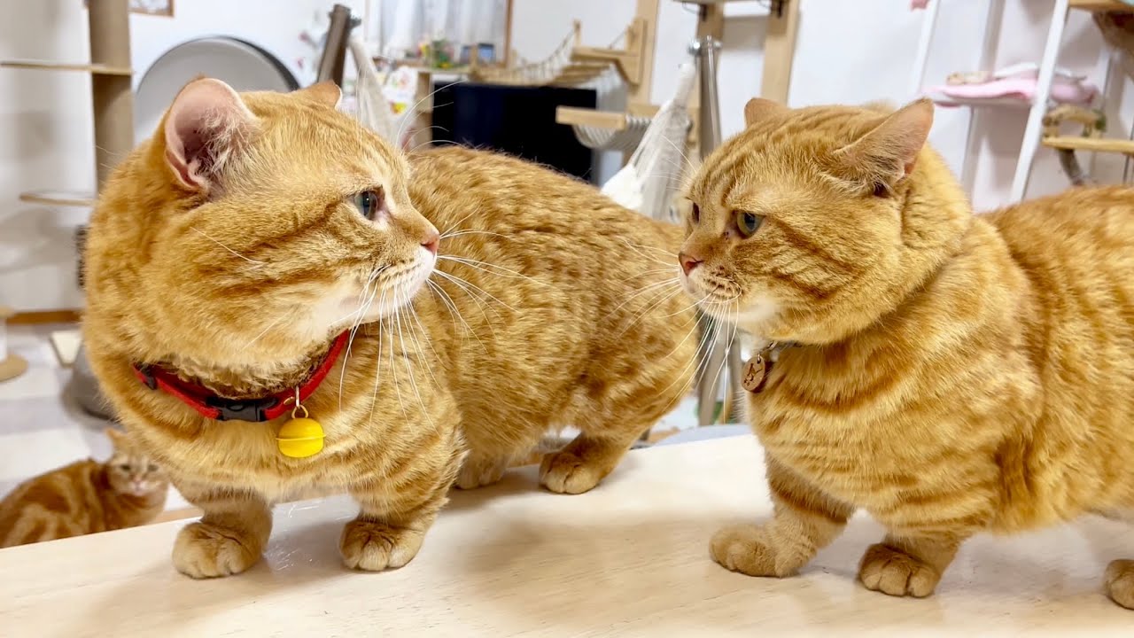 息子にちょっと嫉妬しちゃったパパ猫 #猫 #マンチカン