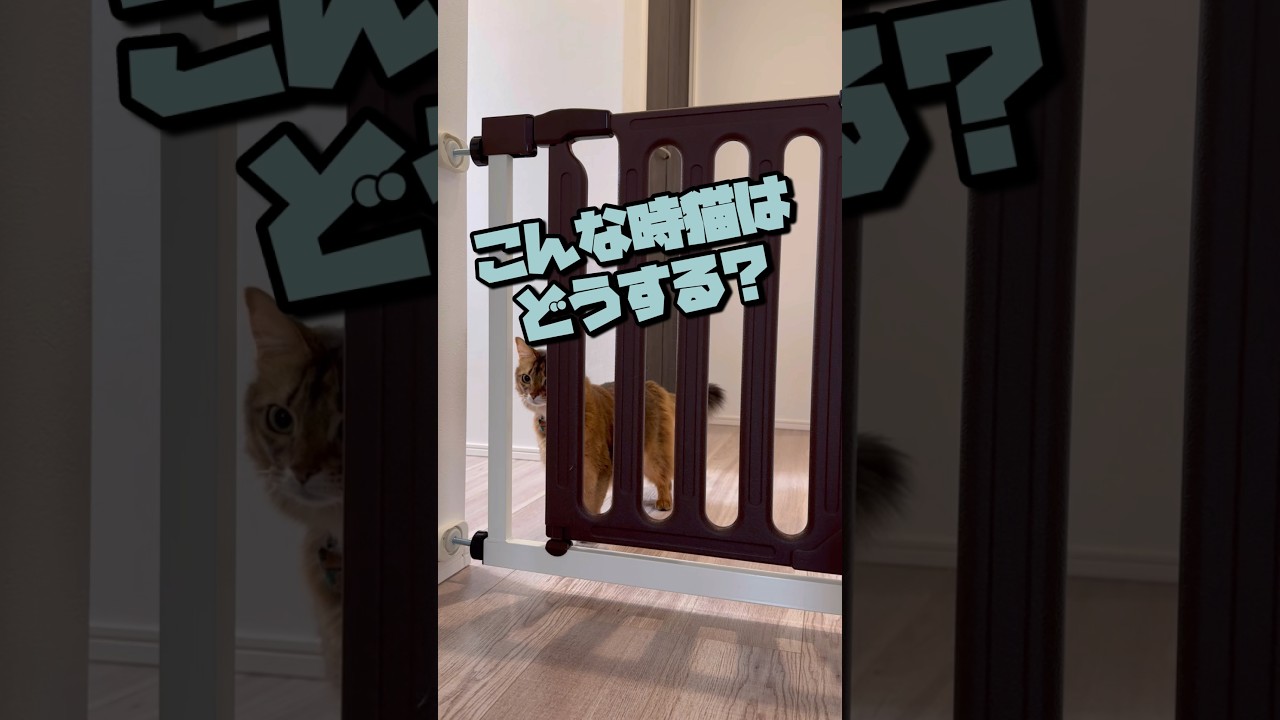 猫の通り道にゲートが出来たらこうなりました
